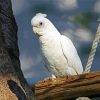 Adorable Corella paint by numbers