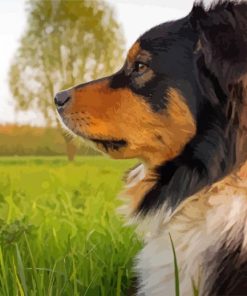 Adorable Greater Swiss Mountain Dog paint by numbers