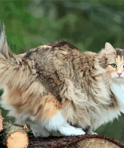 Adorable Norwegian Forest Cat paint by numbers