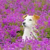 Adorable Puppy In Flowers Field paint by numbers