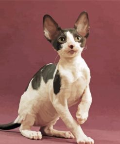 Adorable Cornish Rex Cat paint by numbers