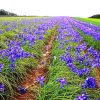 Iris Field paint by numbers