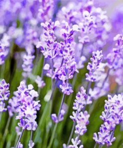 Lavendar Field paint by number