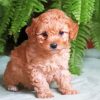 Maltipoo Puppy paint by numbers