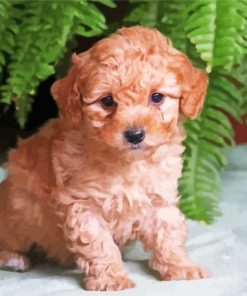 Maltipoo Puppy paint by numbers