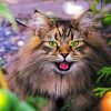 Norwegian Forest Cat paint by numbers