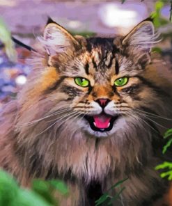 Norwegian Forest Cat paint by numbers