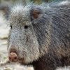 Peccary Animal paint by numbers