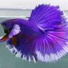 Purple Betta Fish paint by numbers