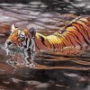 Realistic Tiger Animal In Water paint by numbers