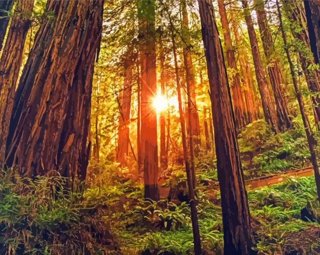 Redwoods Landscape paint by numbers