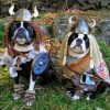 Vikings Dogs paint by numbers