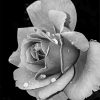 Black And White Flower paint by numbers