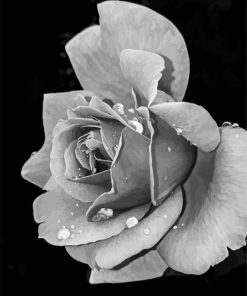 Black And White Flower paint by numbers