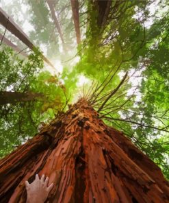 Huge Sequoia Trees paint by numbers