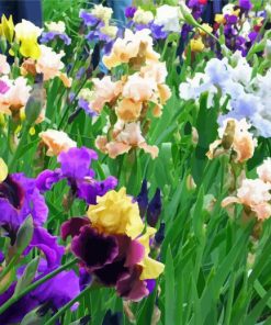 Iris Field paint by numbers