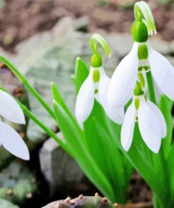 Aesthetic Snowdrop Flowers paint by number