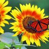 Sunflower And Cute Butterfly paint by numbers