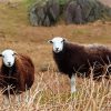 Herdwick Sheeps paint by numbers