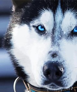 Alaskan Husky Blue Eyes paint by number