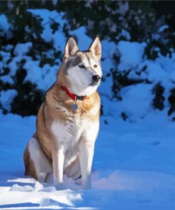 Alaskan Husky Dog Animal paint by numbers