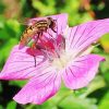 Amsterdam Gernium Rose With Bee paint by numbers