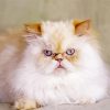 Angry Himalayan Cat paint by numbers