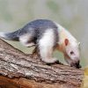 Anteater Animal paint by numbers