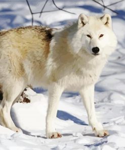 Arctic Wolf paint by number