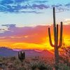 Arizona Sonoran Desert paint by number