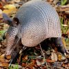 Armadillo Animal paint by numbers