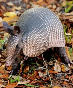 Armadillo Animal paint by numbers