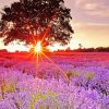 Artistic Lavendar Vie paint by numbers