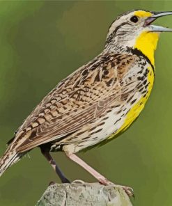 Western Meadowlark Bird Animal paint by numbers