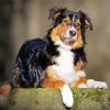 Australian Shepherd Dog paint by numbers
