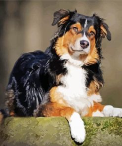 Australian Shepherd Dog paint by numbers