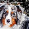 Cute Animal Australian Shepherd paint by numbers