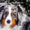 Australian Shepard paint by numbers