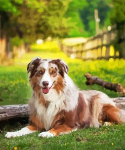 Australian Shepherd Dog paint by number