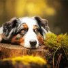 Australian Shepherd Animal paint by number