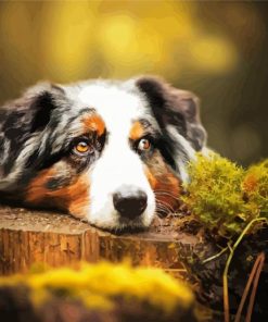 Australian Shepherd Animal paint by number