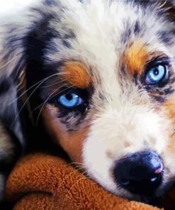 Australian Shepherd Blue Eyes paint by number