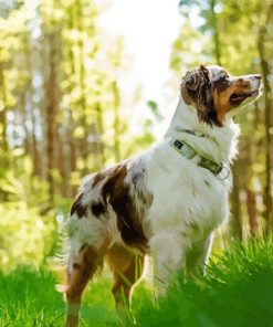 Australian Shepherd paint by number