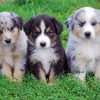 Australian Shepherd Puppies paint by number