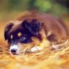 Australian Shepherd Puppy paint by number