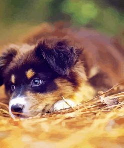 Australian Shepherd Puppy paint by number