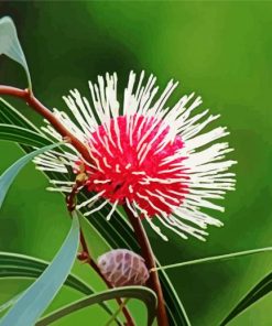 Australian Flora paint by number