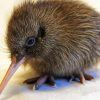 Baby Kiwi Bird paint by number