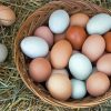 Basket Of Chicken Eggs paint by number