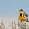 Beautiful Western Meadowlark paint by numbers